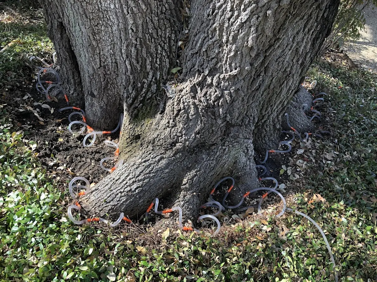Detailed Tree Cabling and Bracing job site in Pittsville