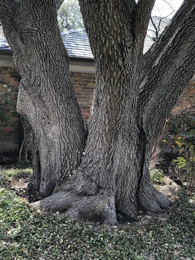 Mature heritage tree close to a Pittsville property cared for by certified arborists